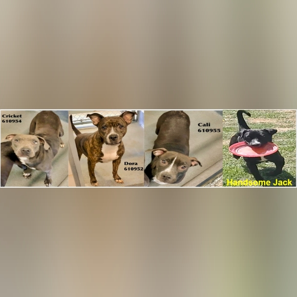 NEVER WORN Ellen Tracy stunning pink floral semi-sheer blouse size small! - Picture 6 of 6